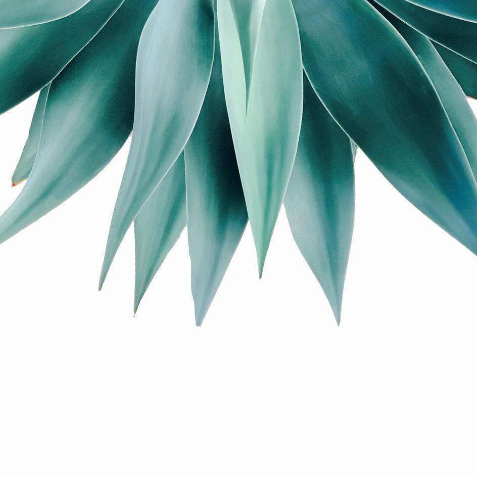 Scorpius Textiles & Pillows Agave fringe  Cushion/Pillow