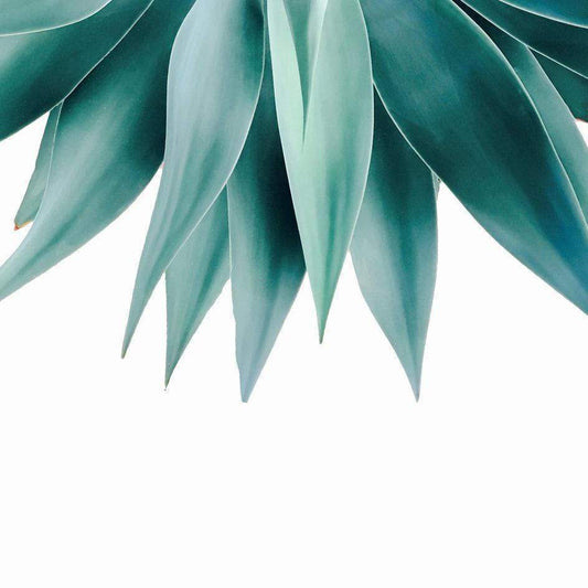 Scorpius Textiles & Pillows Agave fringe  Cushion/Pillow